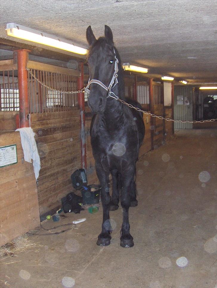 Frieser Sally billede 11