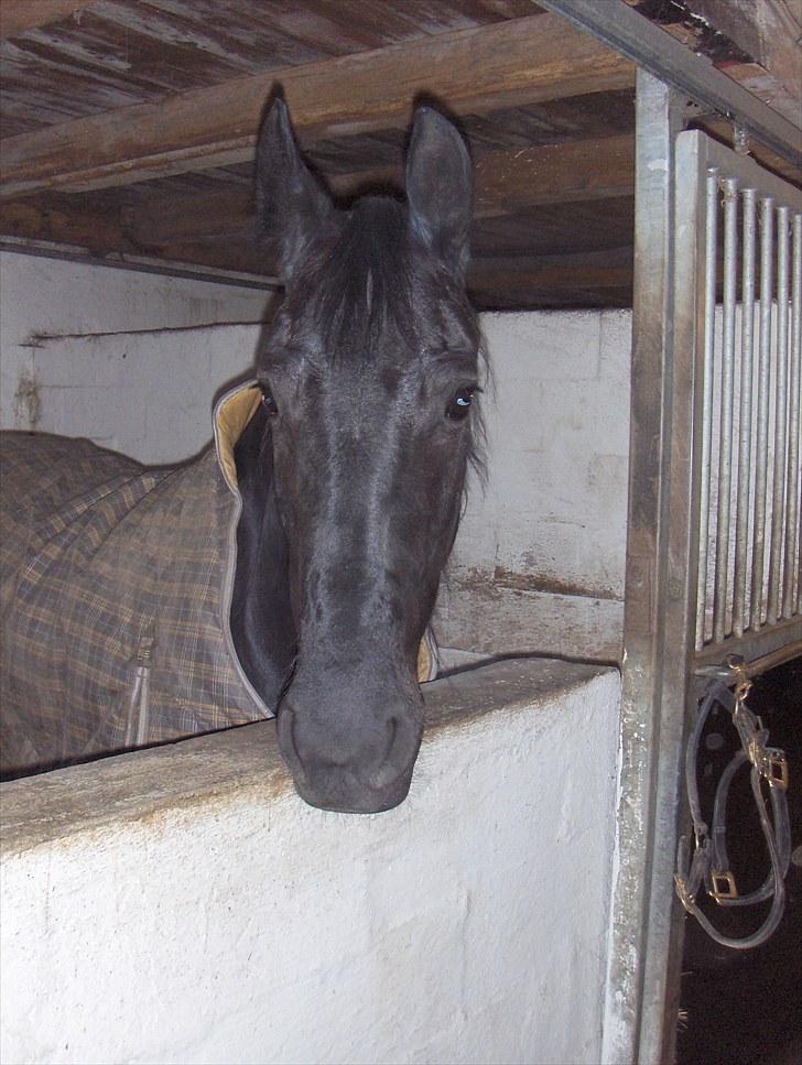 Frieser Sally billede 12