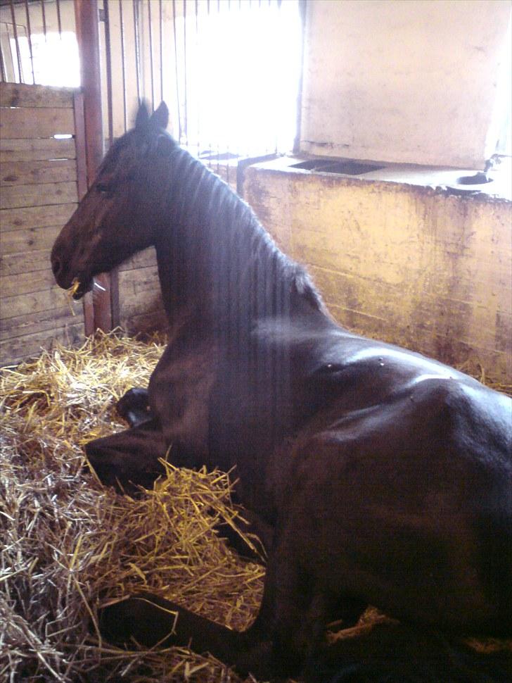 Frieser Sally billede 15