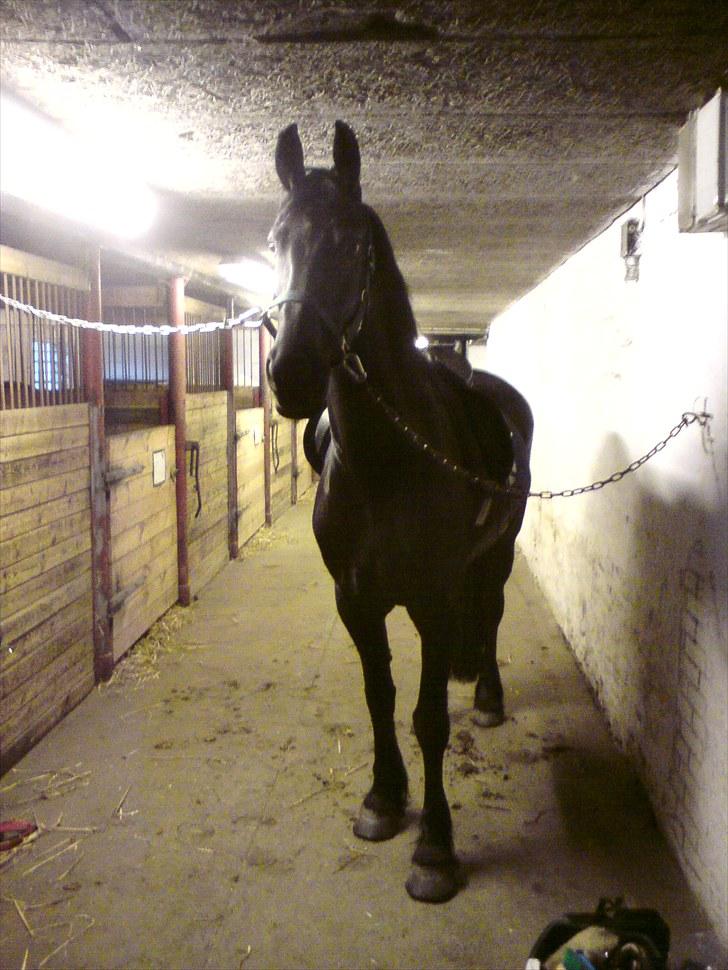 Frieser Sally billede 16