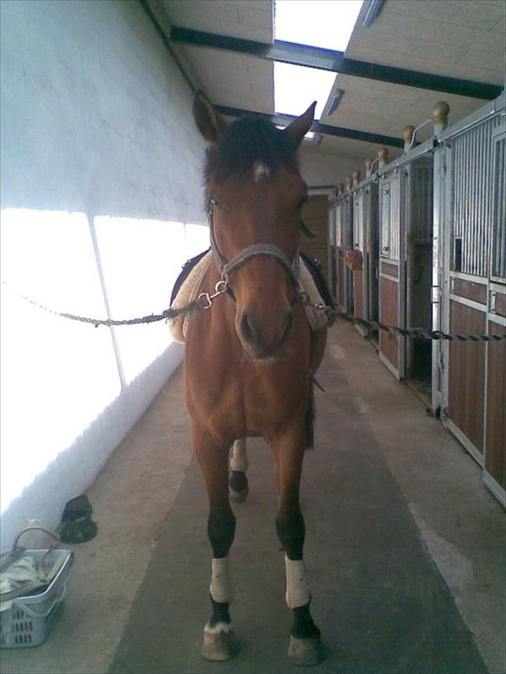 Trakehner Pauker (ikke min hest) - han er sød sød på det billede......han er flyttet til en anden stald men den samme ejer billede 8