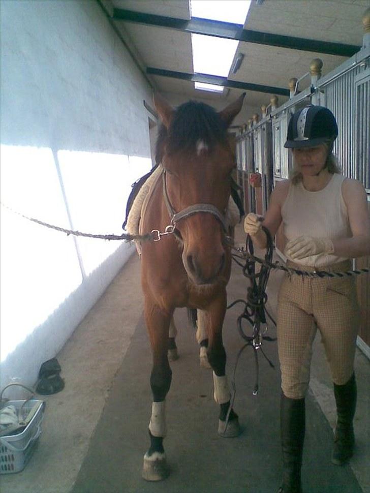 Trakehner Pauker (ikke min hest) - min plejemor og pauker billede 9