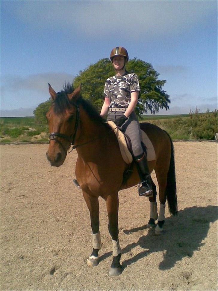 Trakehner Pauker (ikke min hest) - mig på ham billede 10