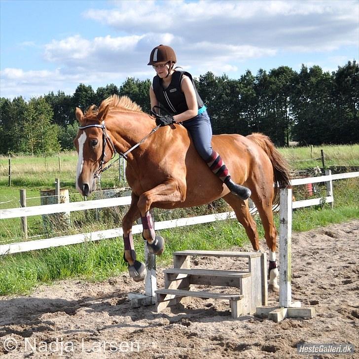 Dansk Varmblod Delight - Tak, fordi I ville tage et kig - Sommeren 2010, foto Nadja billede 20