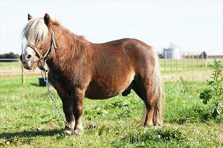 Shetlænder Pickwick - Foto: Maria Børresen billede 14