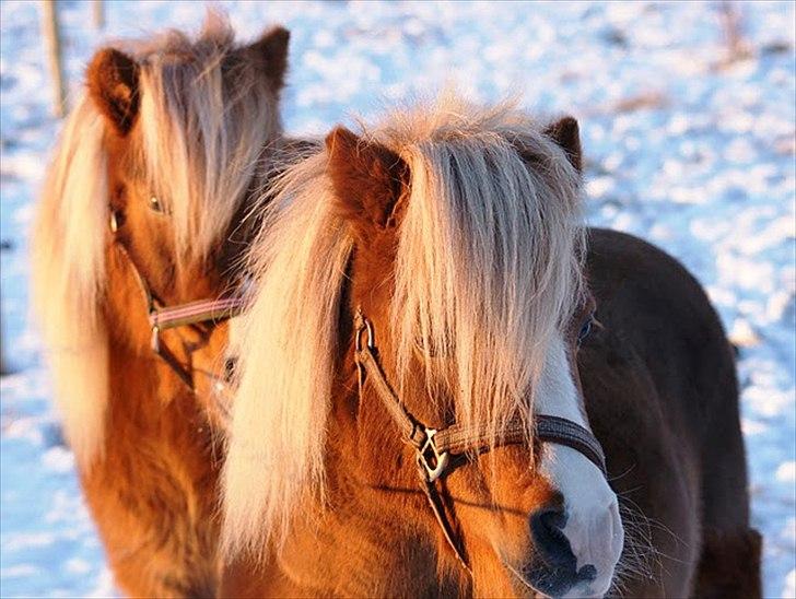 Shetlænder Pickwick - Foto: Maria Børresen  Pickwick med sin dame billede 15