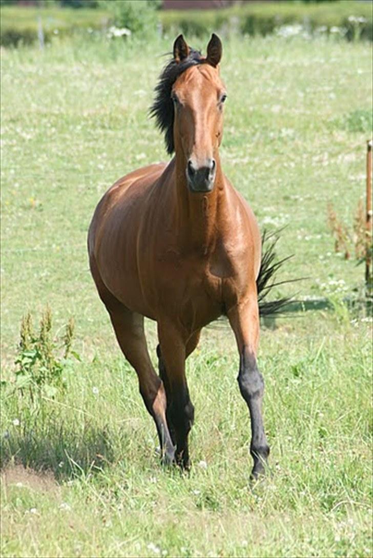 Dansk Varmblod Calinka Skov billede 5