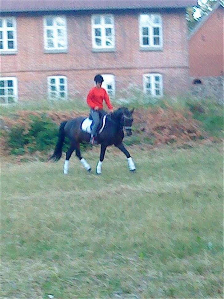 New Forest Sulaatik´s Benji SOLGT - Hjemme foran huset. billede 1