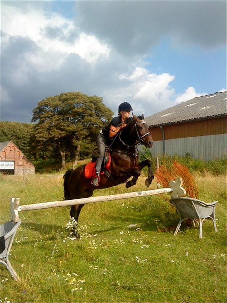 New Forest Sulaatik´s Benji SOLGT - Springer.. Ikke hans stærke side.. men han kan godt finde ud af det, hans mormor har gået S billede 2