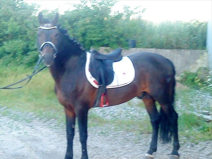 New Forest Sulaatik´s Benji SOLGT - Smukke! (hjemme) billede 3