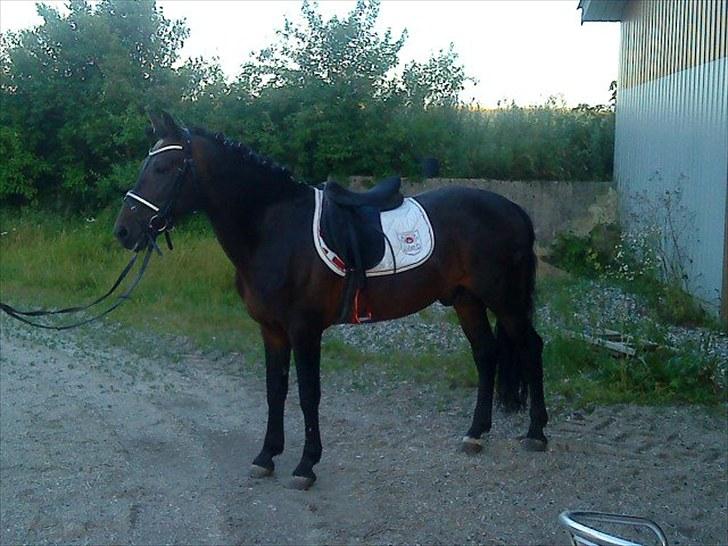 New Forest Sulaatik´s Benji SOLGT - flot fyr! billede 4