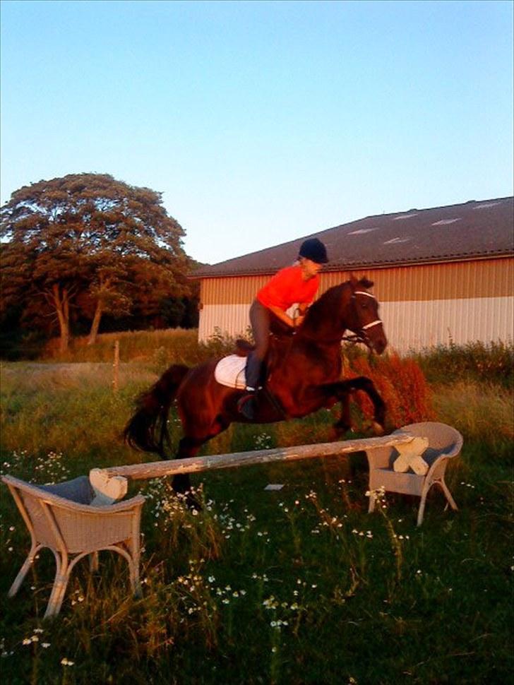 New Forest Sulaatik´s Benji SOLGT - Springer i mådeskinnet ;D billede 5