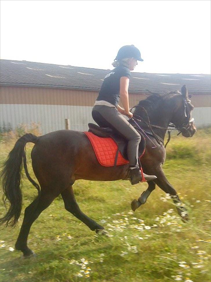 New Forest Sulaatik´s Benji SOLGT - Lige landet ;D billede 6