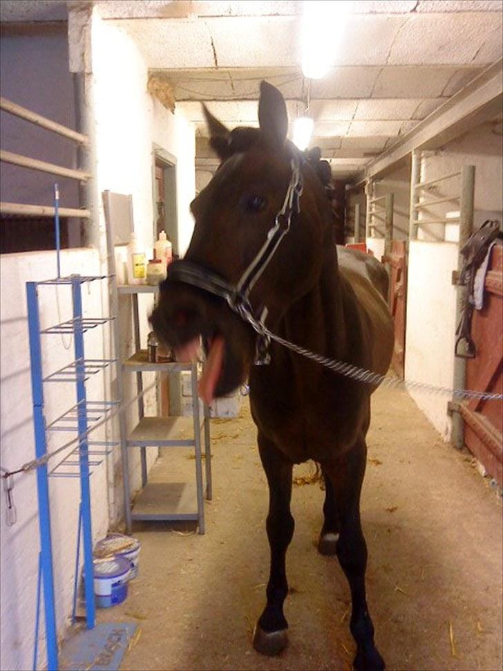 New Forest Sulaatik´s Benji SOLGT - puuuh, man bliver sq helt træt :D det er hårdt at stå ude på staldgangen.. billede 8