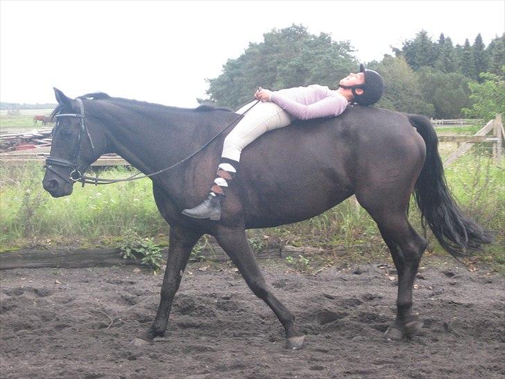 Dansk Varmblod N.O.H's Florina  - I <3 U billede 9