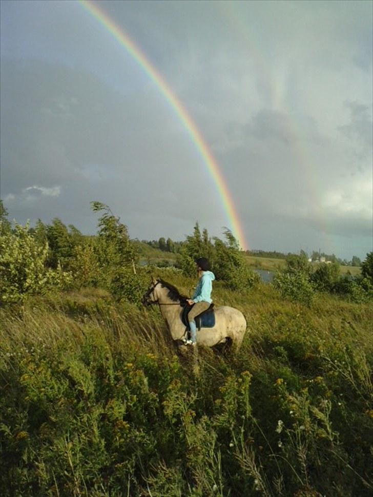 Welsh Pony (sec B) Kithas Remi  billede 15