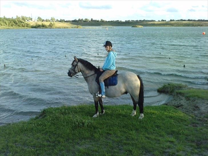 Welsh Pony (sec B) Kithas Remi  billede 17