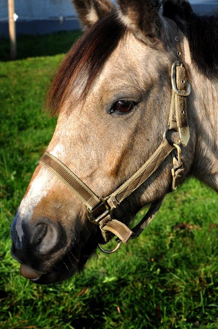 Welsh Pony (sec B) Kithas Remi  billede 18