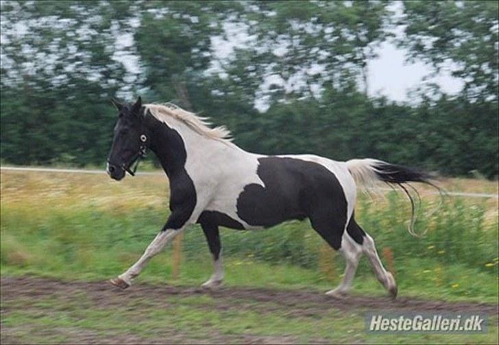 Pinto Ravnholts Carlos  billede 15