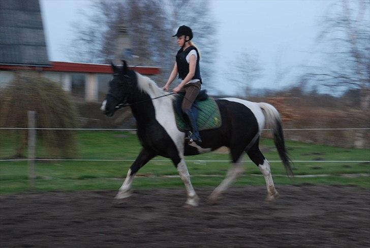 Pinto Ravnholts Carlos  - Carlos og Karoline under tilridning. D. 3/4-11. billede 16