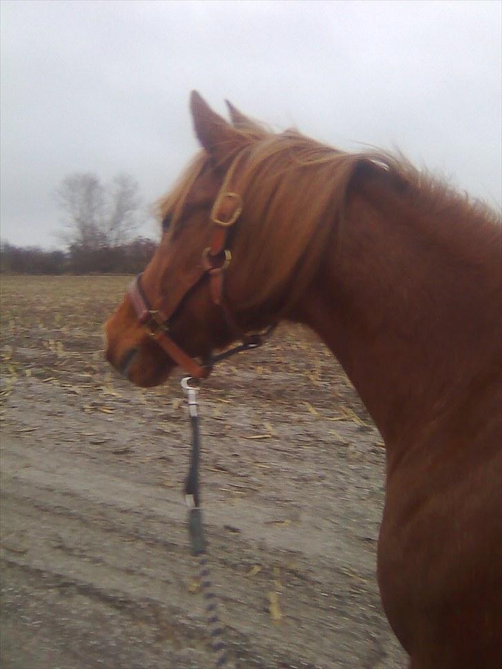 Hollandsk Sportspony Sandy  - På gåtur, stubmark <3 billede 2