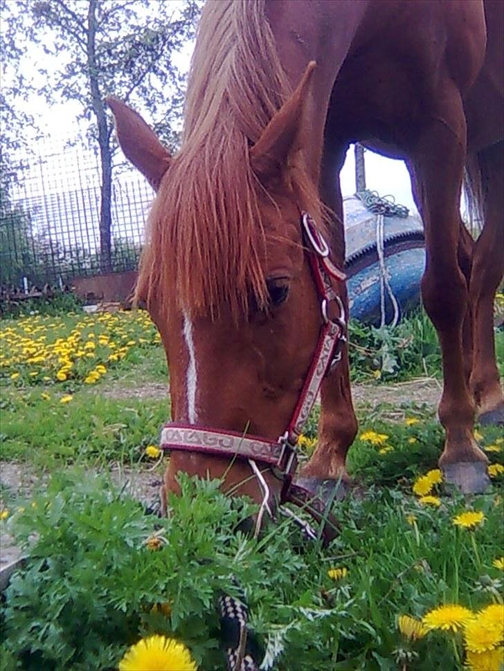 Hollandsk Sportspony Sandy  billede 3