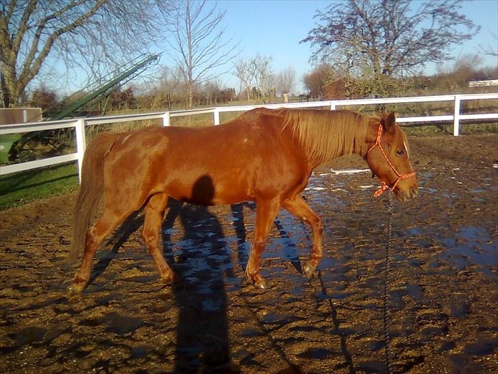 Hollandsk Sportspony Sandy  billede 4