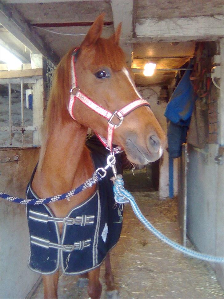 Hollandsk Sportspony Sandy  billede 5