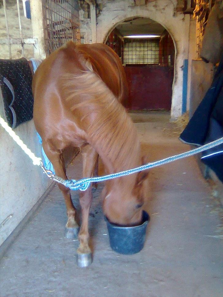 Hollandsk Sportspony Sandy  billede 6