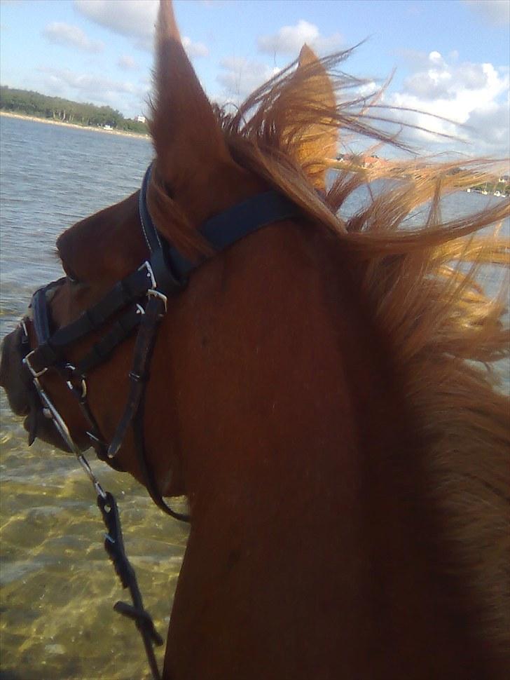 Hollandsk Sportspony Sandy  - Skønheden <3!... billede 7