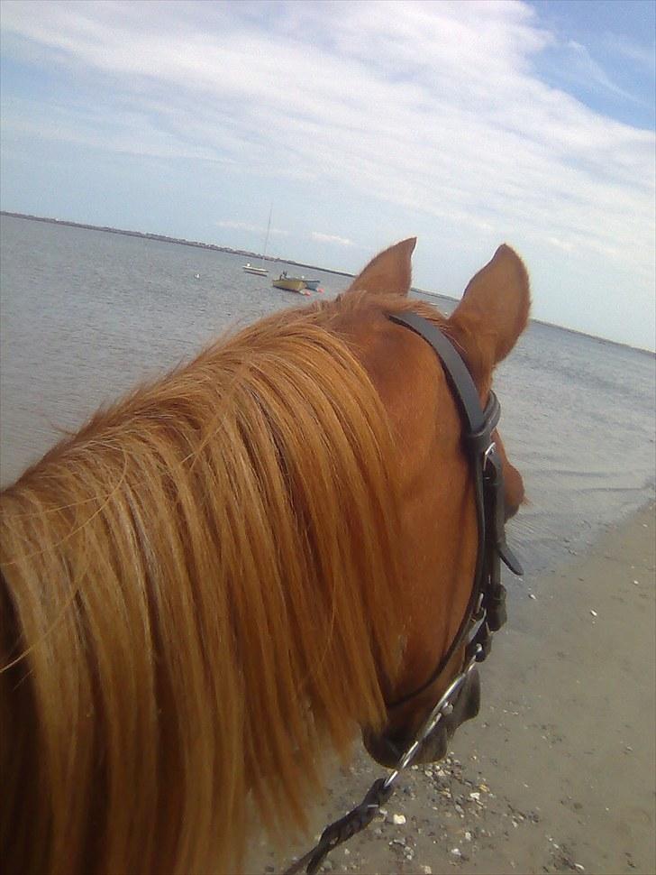 Hollandsk Sportspony Sandy  billede 9