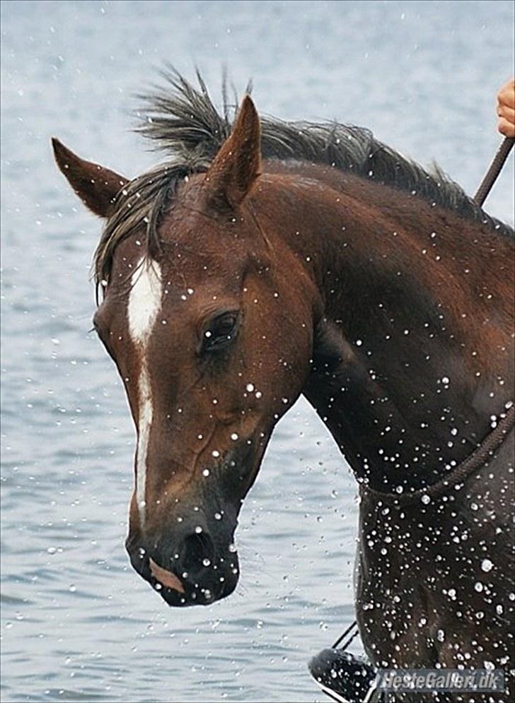 Welsh Cob (sec D) Bogensø's Queen - >> Det har været svært, et halvt år har jeg brugt for at finde svaret. Ikke tro at det var nogen nem beslutning, men den er taget.. Undskyld smukke, du vil altid være i mit hjerte. Når jeg ligger i sengen om natten og kigger ud i ingenting, vil jeg tænke  billede 13