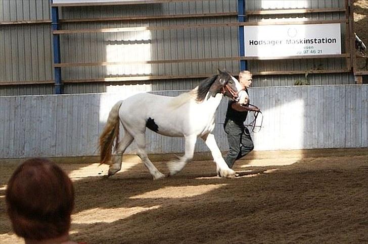 Irish Cob Beer's Vupsi of Tango billede 15