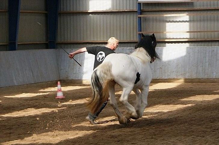 Irish Cob Beer's Vupsi of Tango billede 16