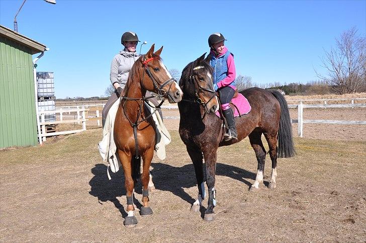 Dansk Varmblod Cassy aka. Blomsten <3 - Maria & Anna og Mig & Cassy :) Marts 2011 billede 4