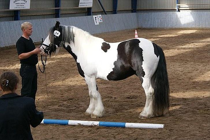 Irish Cob Snøvs Snorketræ.. billede 1