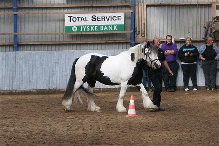 Irish Cob Snøvs Snorketræ.. billede 14