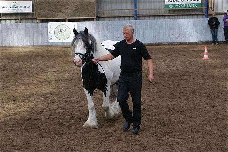 Irish Cob Snøvs Snorketræ.. billede 4