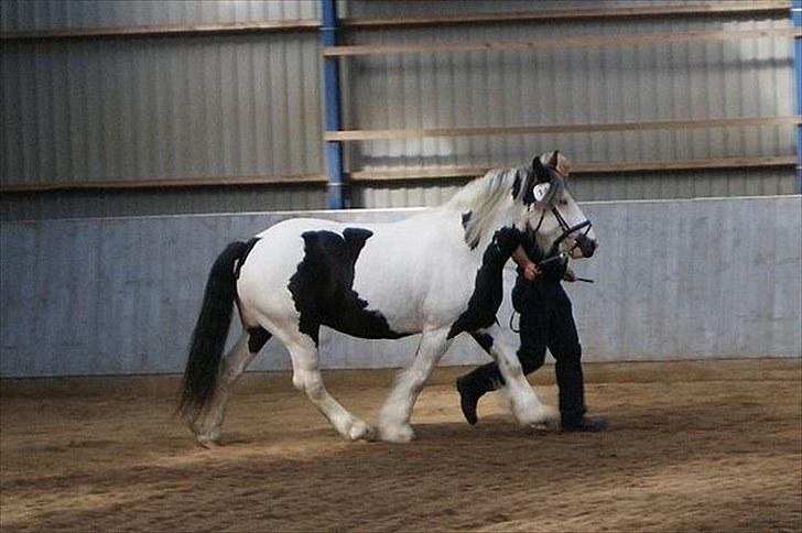 Irish Cob Snøvs Snorketræ.. billede 16