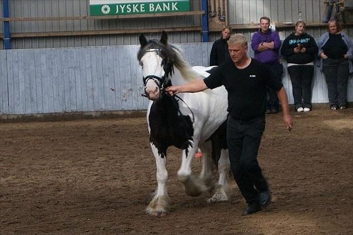 Irish Cob Snøvs Snorketræ.. billede 7