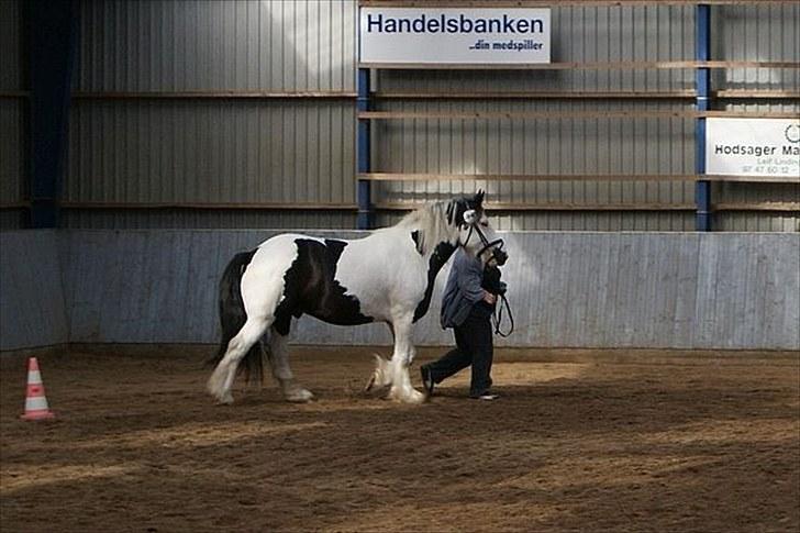 Irish Cob Snøvs Snorketræ.. billede 9