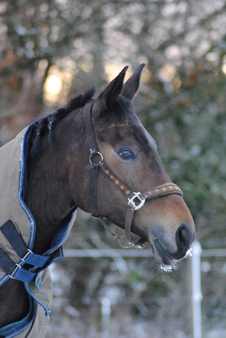 Dansk Varmblod Hosianna *Solgt* - Lille pigen i snevejret i november :) - Fotograf - Maiken Nielsen (Mig) billede 13