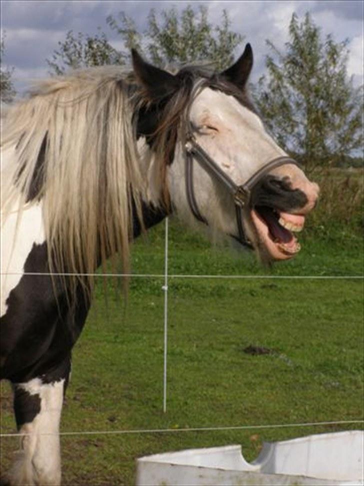 Irish Cob Snøvs Snorketræ.. billede 10