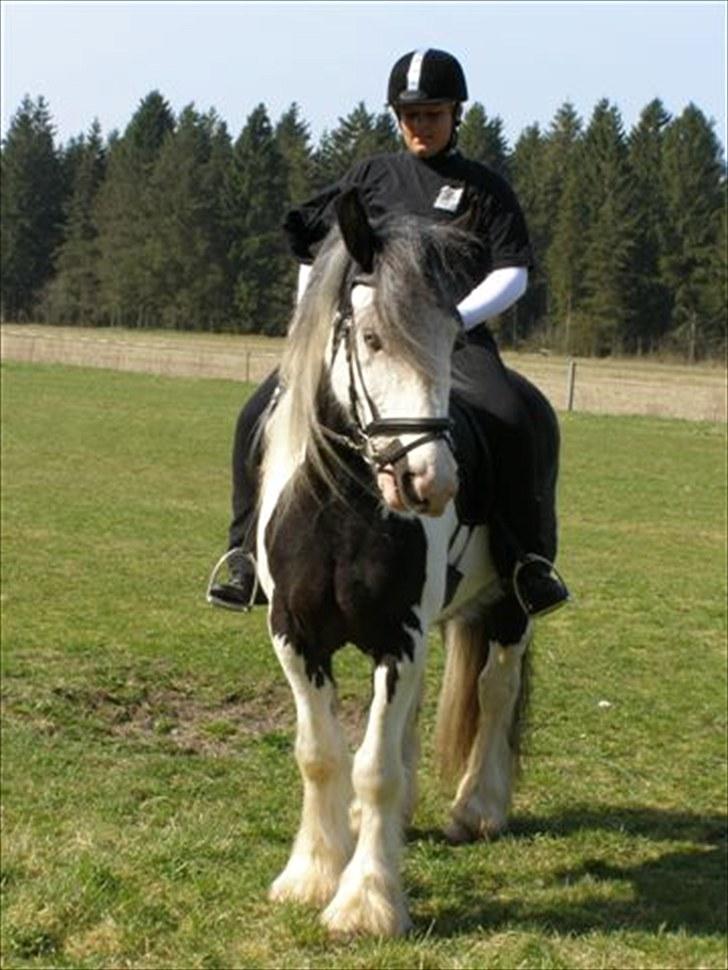 Irish Cob Snøvs Snorketræ.. billede 3