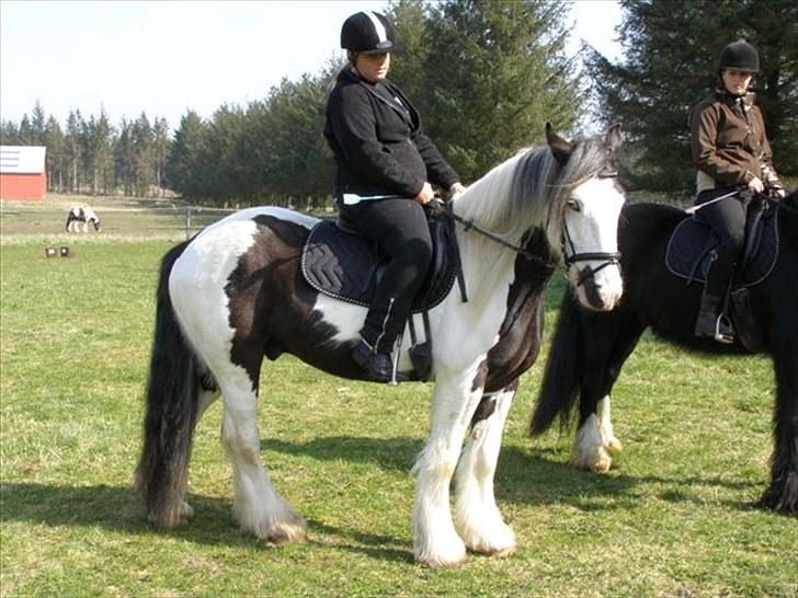 Irish Cob Snøvs Snorketræ.. billede 11