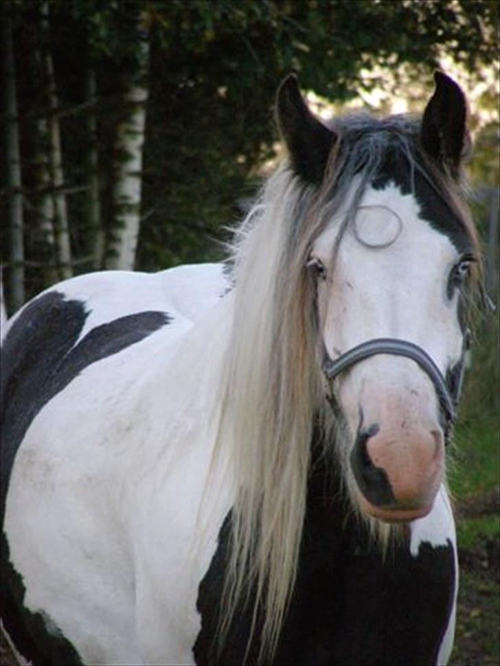 Irish Cob Snøvs Snorketræ.. billede 12