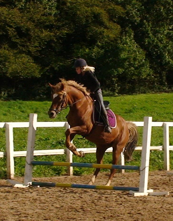 Hollandsk Sportspony Charon R.I.P :`( savnet - i vor jeg elsker at springe og line er dygtig til det  billede 9