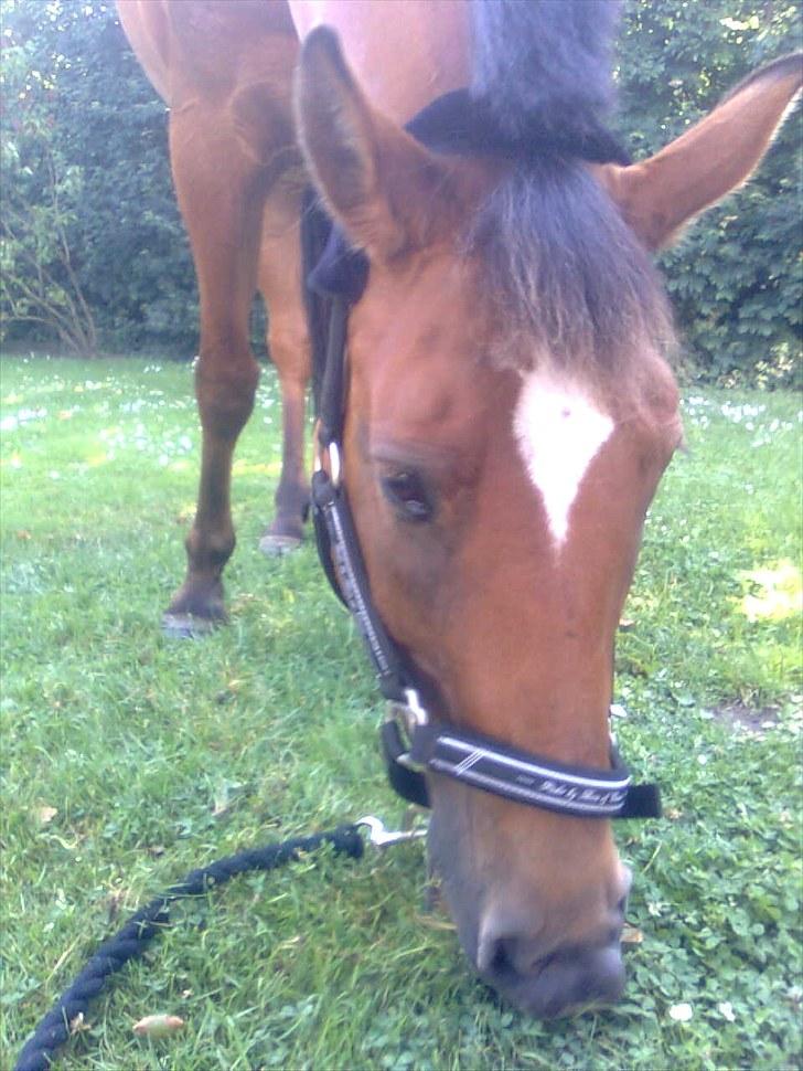 New Forest Beukenhof Iris - Nam Nam græs til Iris. <333 billede 3