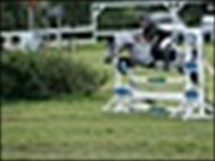 Anden særlig race Black Star - B pony<3 - distriktsmestrer 2010 billede 17