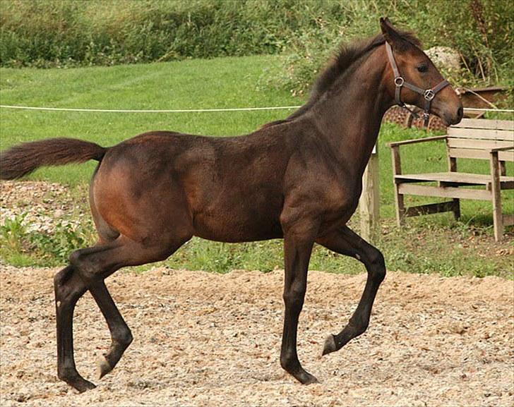 Dansk Varmblod Rosiana-Dea billede 3